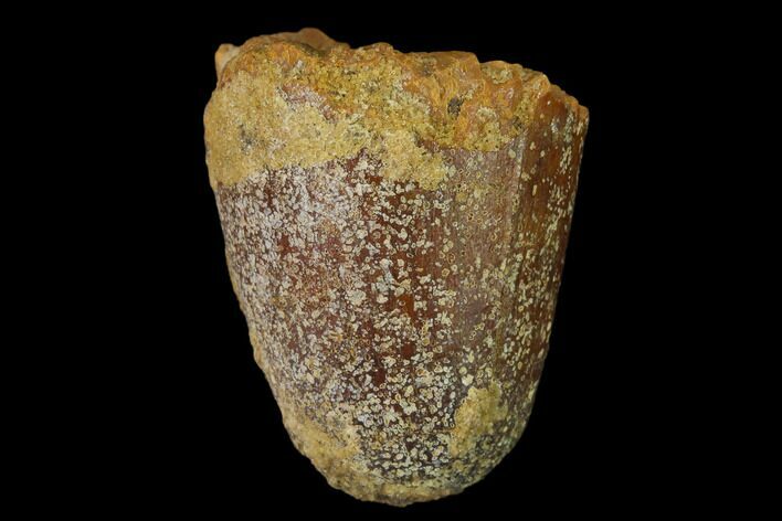 Cretaceous Fossil Crocodile Tooth - Morocco #140556